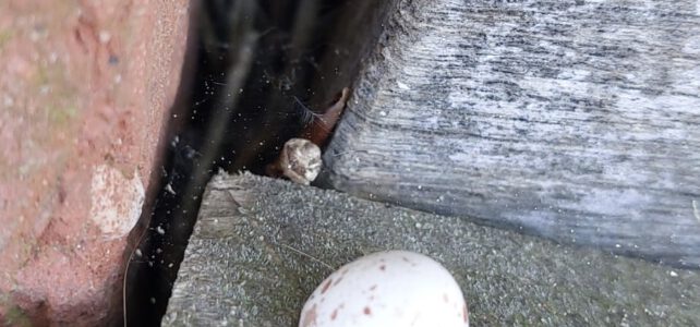 Een gelukkig vogelechtpaar vindt onderdak in de vlasoven!