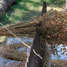 ‘Verstild Vlasleven’ herleeft bij 200-jarige vlasoven ‘Verstild Vlasleven’ herleeft bij 200-jarige vlasoven