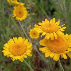 Lageschaar Vaste Planten ondersteunt themadag Lageschaar Vaste Planten ondersteunt themadag