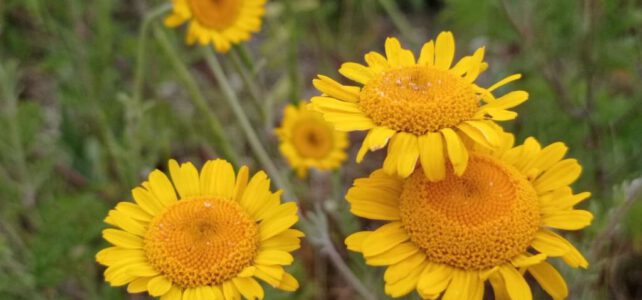 Lageschaar Vaste Planten ondersteunt themadag